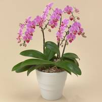 鉢植え ミディ胡蝶蘭3本立(ピンク)