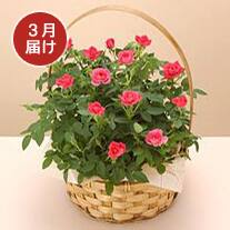 3月お届け ミニバラ寄せ(ピンク系)