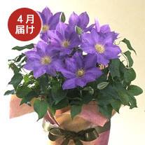 4月お届け クレマチス(紫系)