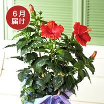 6月お届け ハイビスカス(レッド)