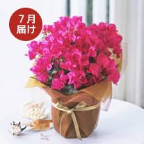 7月お届け ブーゲンビリア(ピンク系)