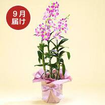 9月お届け デンファレ3本立(ピンク系)