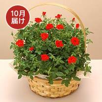 10月お届け ミニバラ寄せ(レッド系)