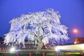 法亀寺（ほうきじ）しだれ桜