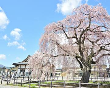 法亀寺（ほうきじ）しだれ桜