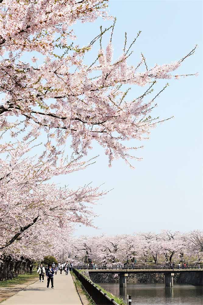 goryokakusakura-01