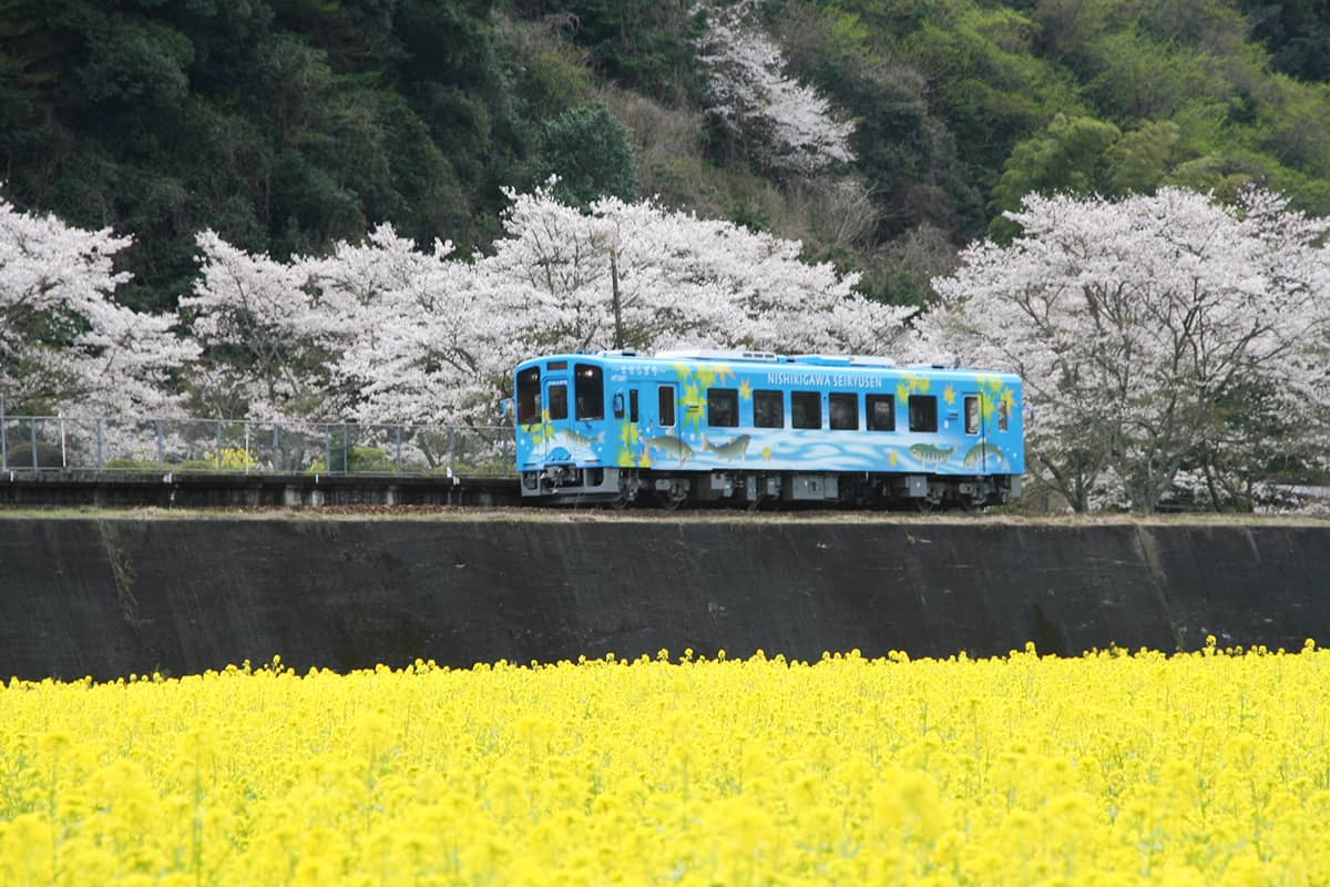 (写真) 錦川清流線＆とことこトレイン 1