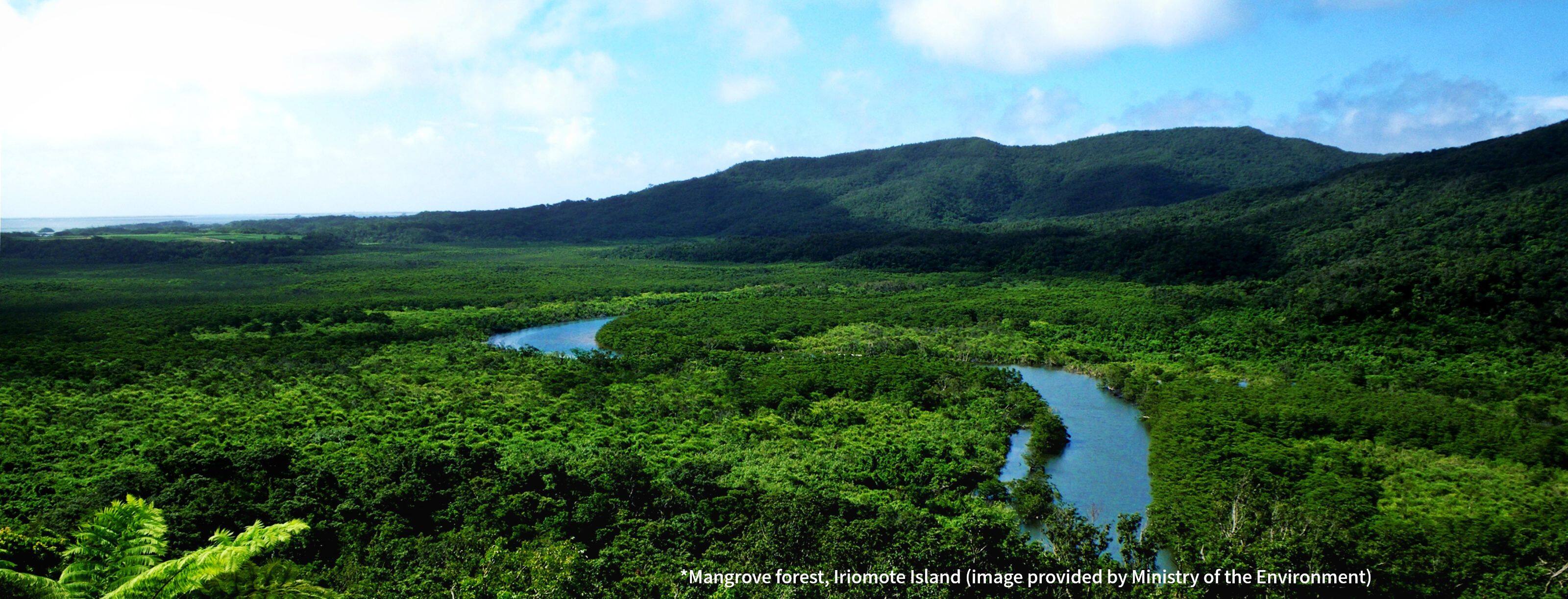 *Mangrove forest, Iriomote Island (image provided by Ministry of the Environment)