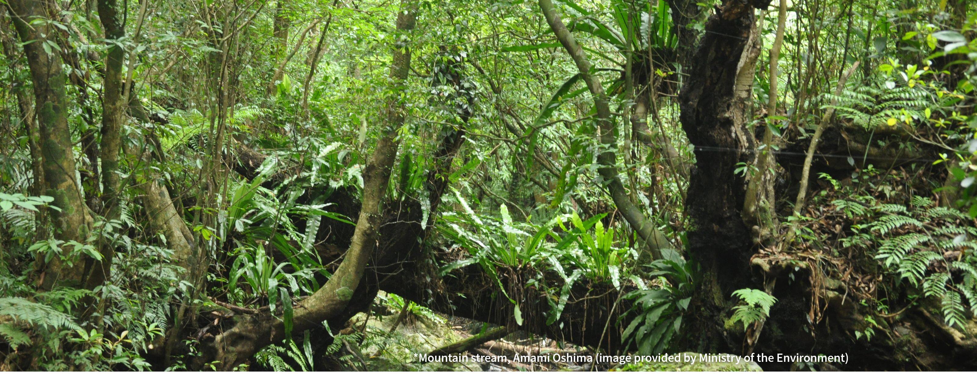 *Mountain stream, Amami Oshima (image provided by Ministry of the Environment)