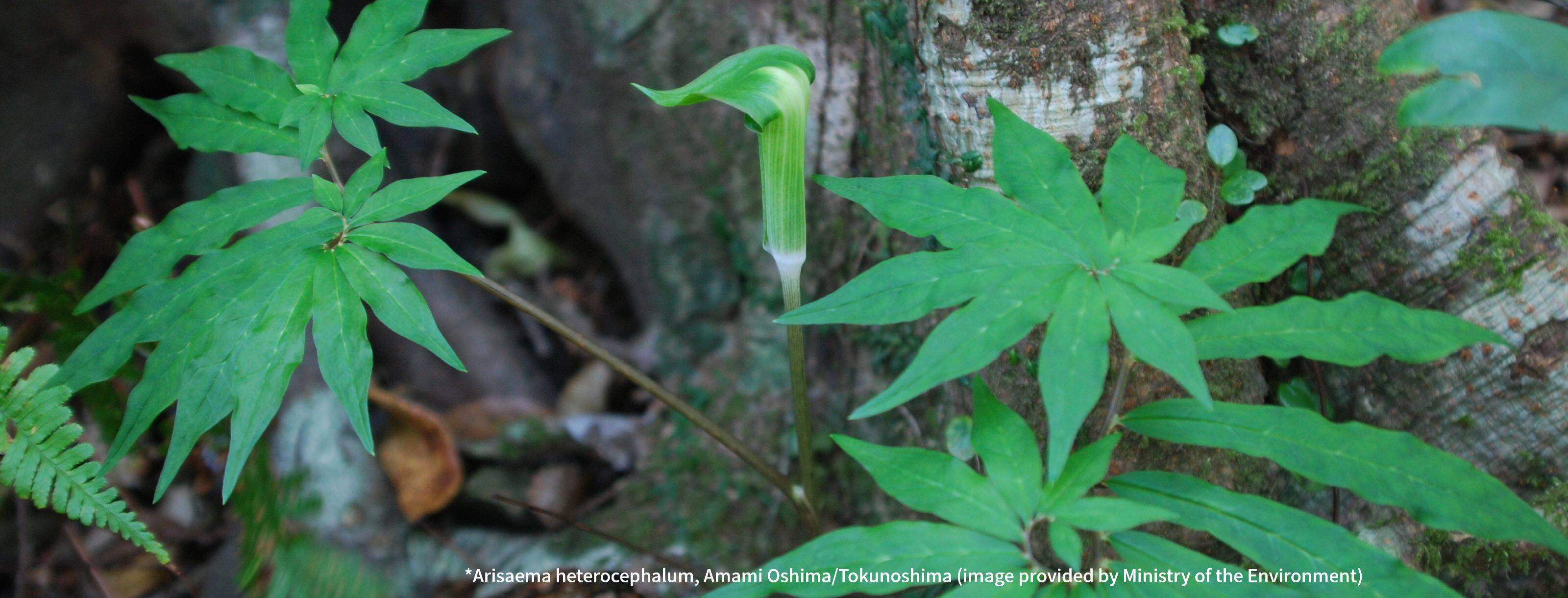 *Arisaema heterocephalum, Amami Oshima/Tokunoshima (image provided by Ministry of the Environment)